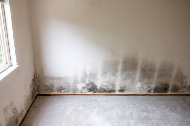 Environmental Consulting for Mold Prevention in Merrimac, VA